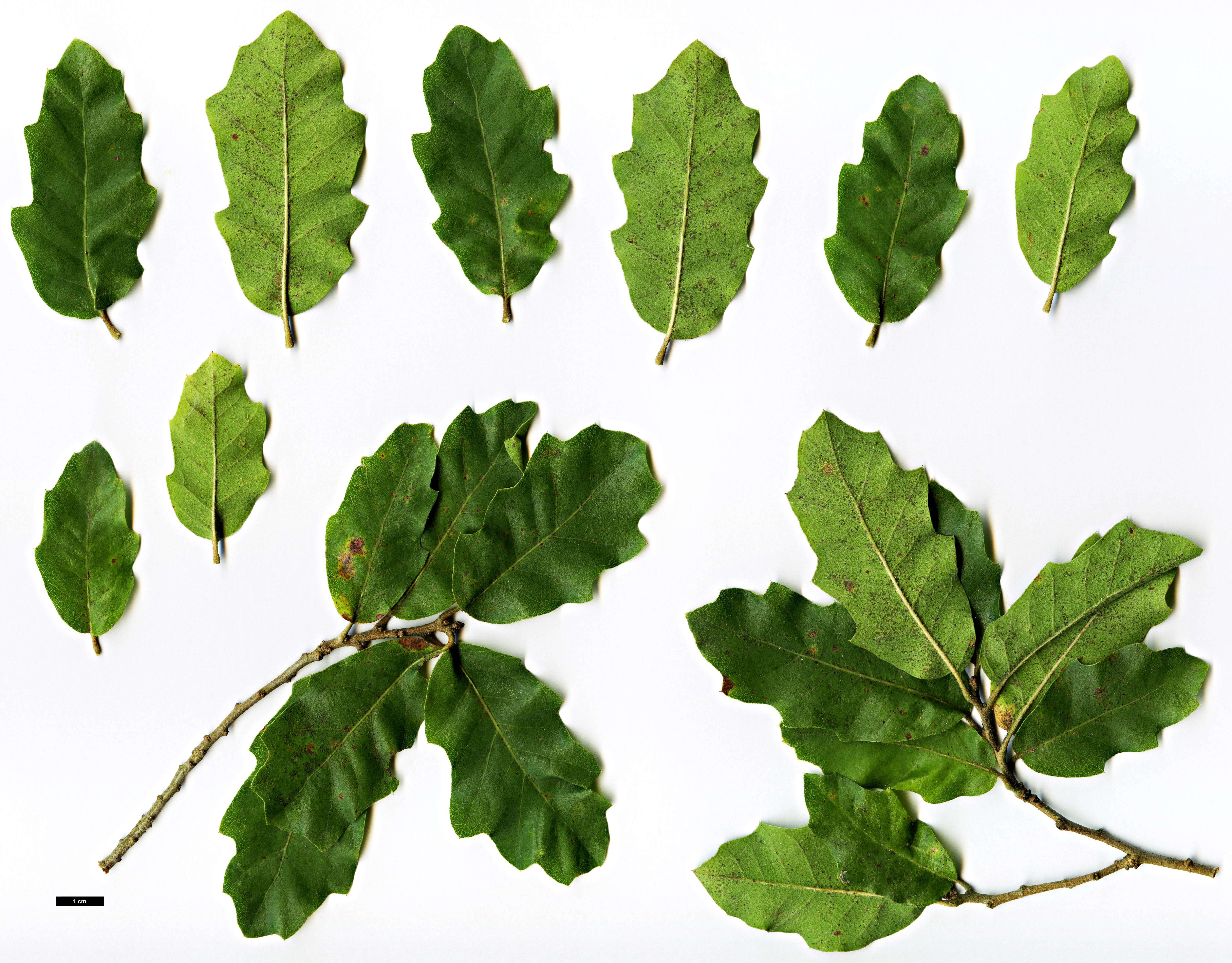 High resolution image: Family: Fagaceae - Genus: Quercus - Taxon: muehlenbergii × Q.turbinella